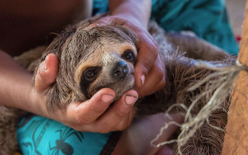 比動物方城市「快俠」更快！ 二趾樹懶納入CITES國際貿易管制