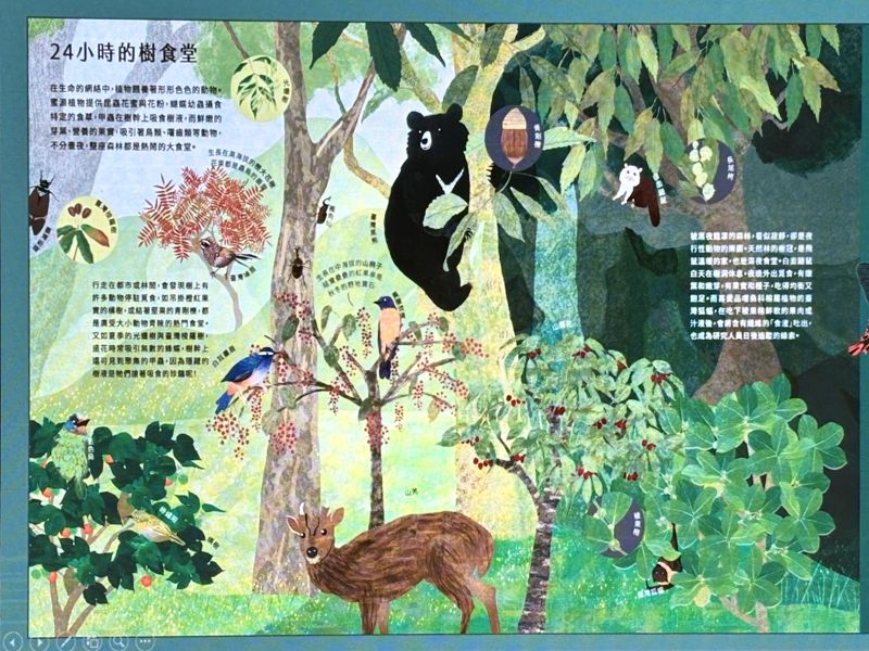 《不可思議的森之島》台灣原生樹木當主角 科普繪本好玩又美麗