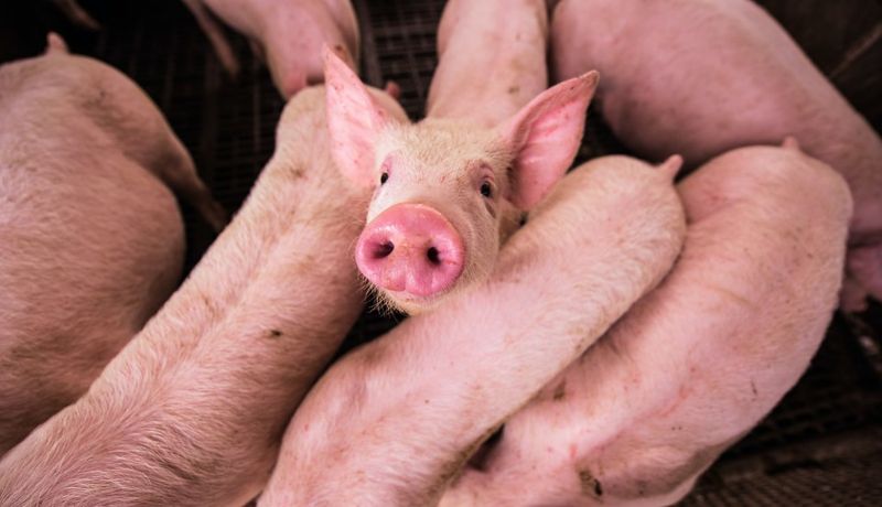 報告揭20家肉類和乳製品公司 總碳排高過德、英、法