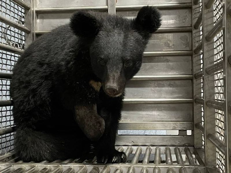 錦屏林道台灣黑熊中陷阱獲救 復原良好台東林管處評估野放