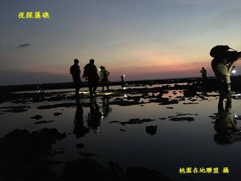 再現潮間帶生命風華的大潭藻礁
