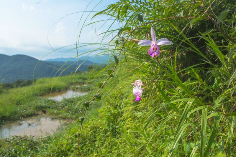 「讓鳥仔花回家」 昔日農地常見 今徵護花使者 葦草蘭復育踏出第一步