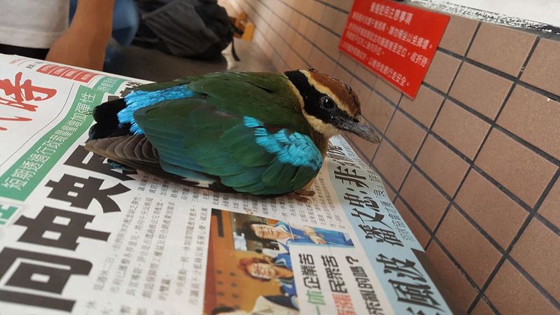 保育類八色鳥撞教室玻璃 中一中學生伸援手