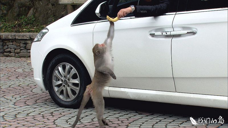 猴其無辜 保育類除名後的人猴共處智慧