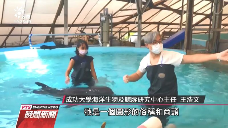西子灣海灘擱淺花紋海豚 照護85天順利野放