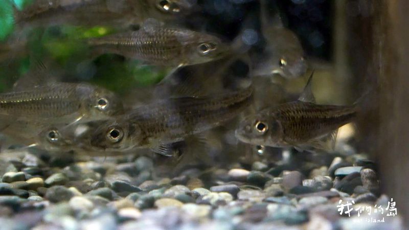 飯島氏銀鮈的命運與機會 為保育類淡水魚續命