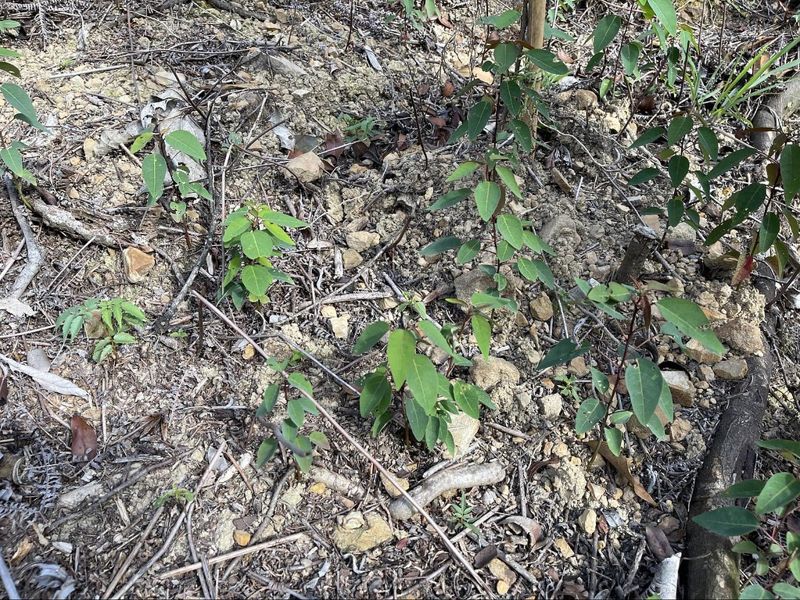 廖鎮洲／北市府為何急著在7月於大崙尾山除草補植？