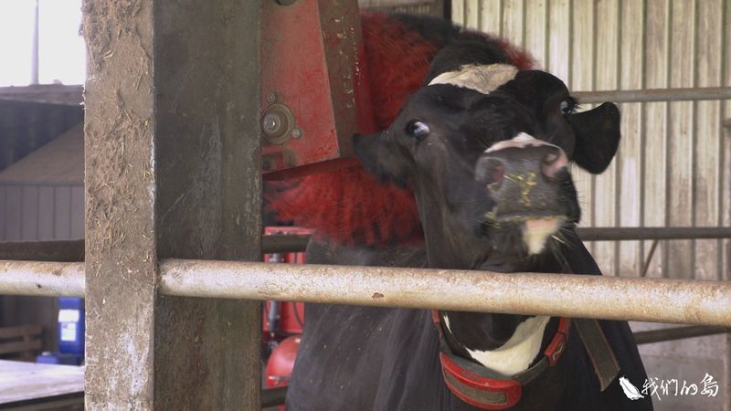 乳牛的信號──台灣酪農創佳績 動物福利倍受矚目
