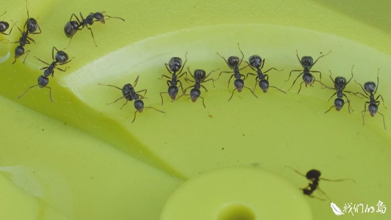 失控的琉璃蟻 暖化、淺山開發、不當用藥的苦果