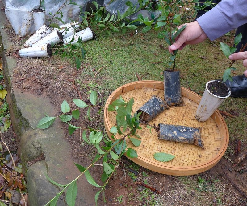 全台每年1000萬個一次性塑膠育苗袋 茶改場今發表可分解新型育苗杯