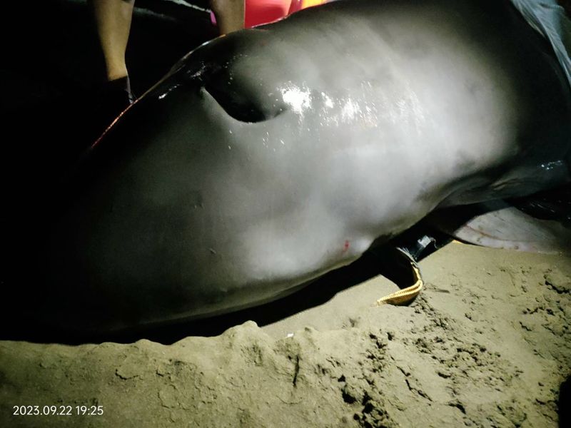 新北八里活體擱淺小抹香鯨 25日凌晨宣告死亡