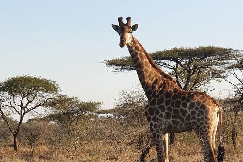 動團籲三立集團停止進口動物 國際專家：史瓦帝尼並無原生長頸鹿
