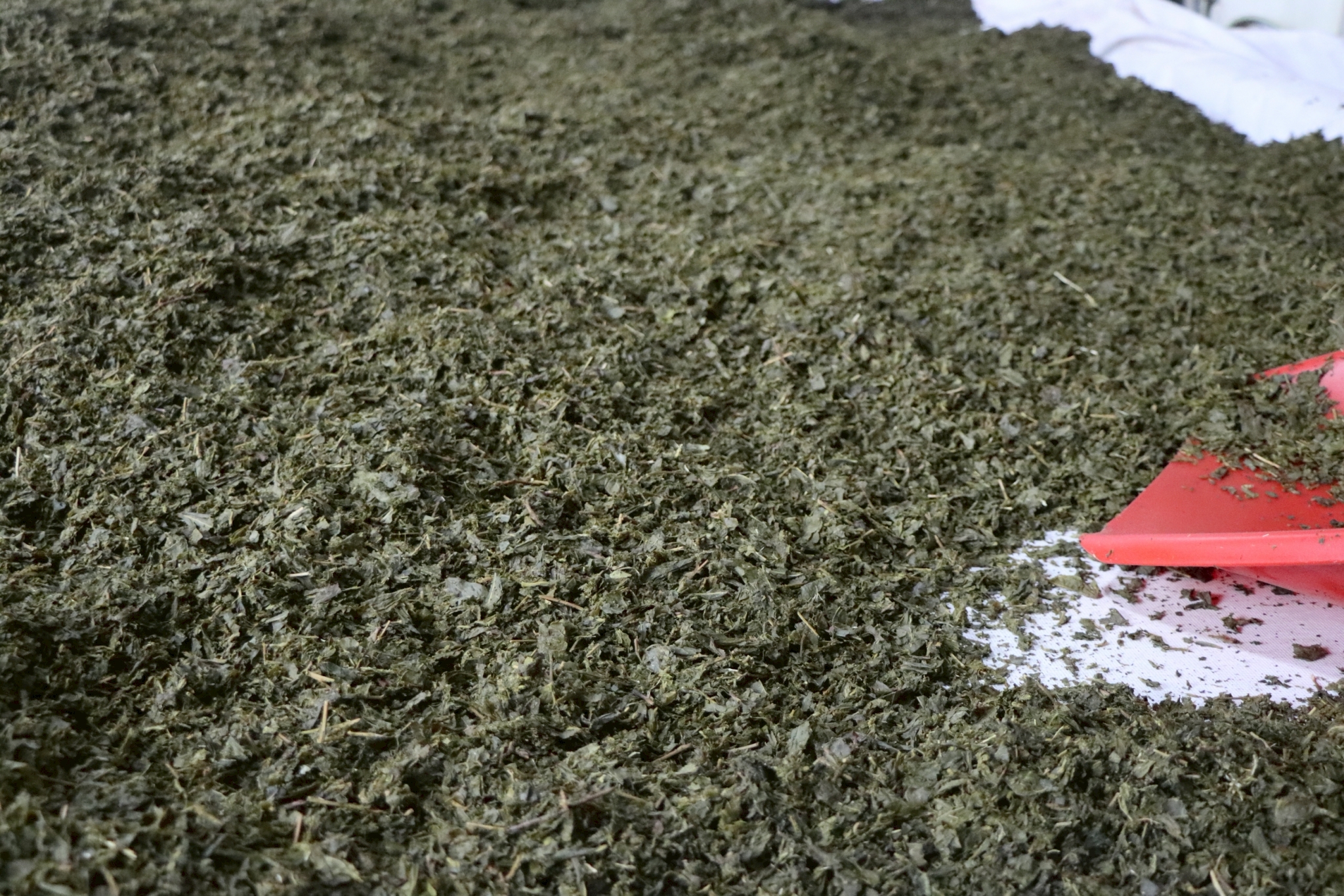 工業茶飲工廠產生的大量茶渣，過去多屬難以處理的植物性廢棄物，如今成為茶葉貓砂的重要原料來源。圖片來源：陳羽鉉 提供