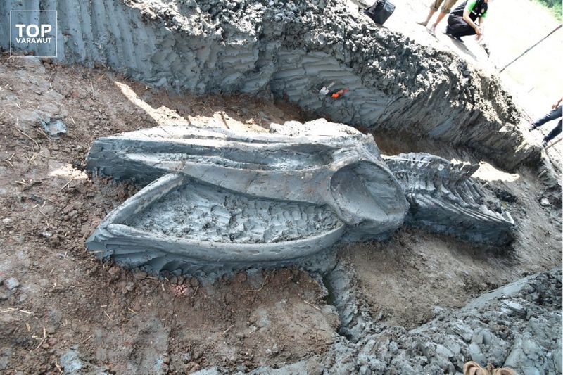 泰國發現5000年前布氏鯨骨 助解密古氣候重要訊息