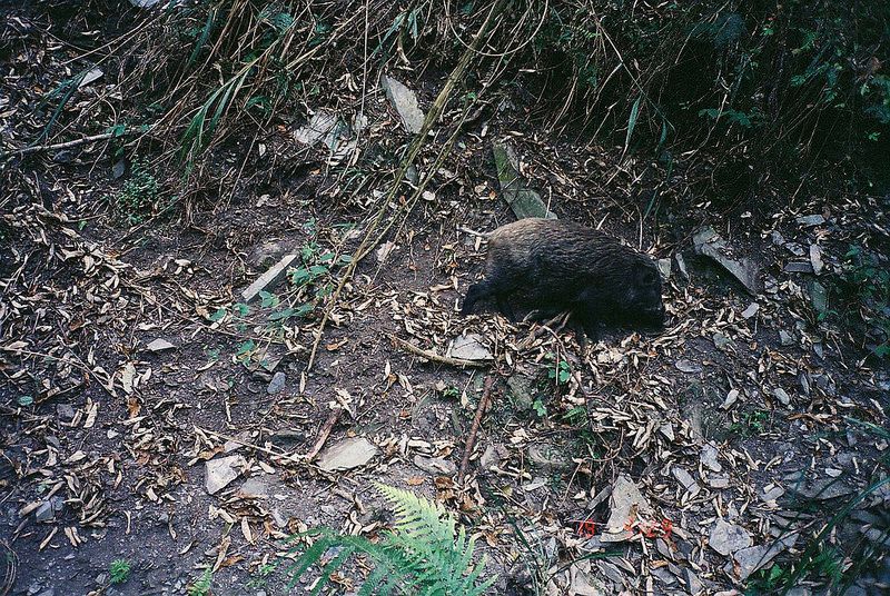 野生動物造成農損 立委提比照天災補助 農委會有疑慮