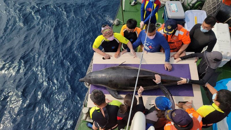 台灣長期鯨豚擱淺研究出爐 混獲、氣候變遷、疾病——24年間2225隻鯨豚遊走生與死