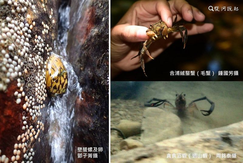 卯澳榕樹溪：封溪護魚之外 盼社區加入巡查行列