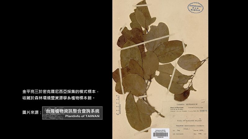 塵封70年 台大密克羅尼西亞407份模式標本現身