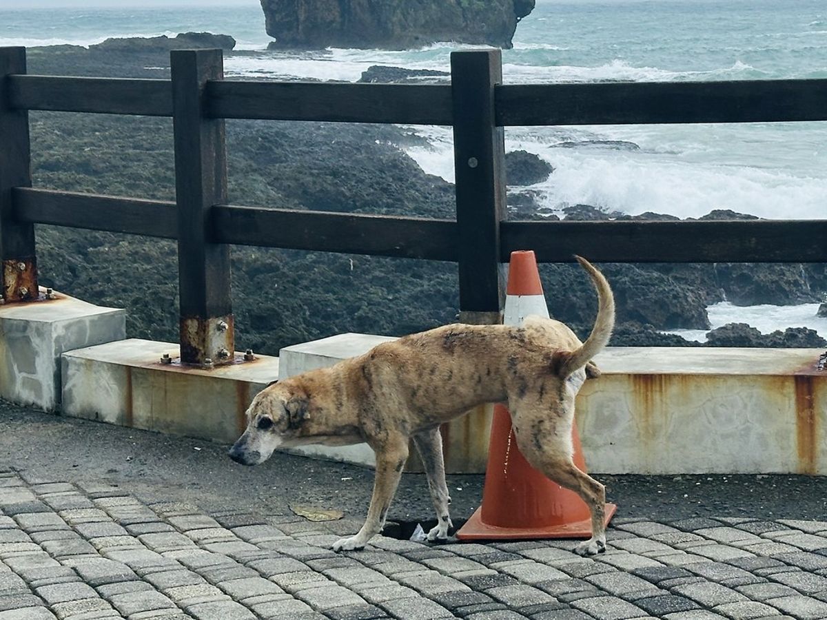 《動保法》修法專訪三立委：為何應管理遊蕩動物、餵食者視同飼主？