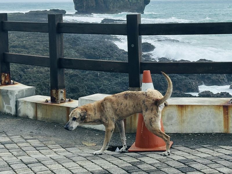 《動保法》修法專訪三立委：為何應管理遊蕩動物、餵食者視同飼主？