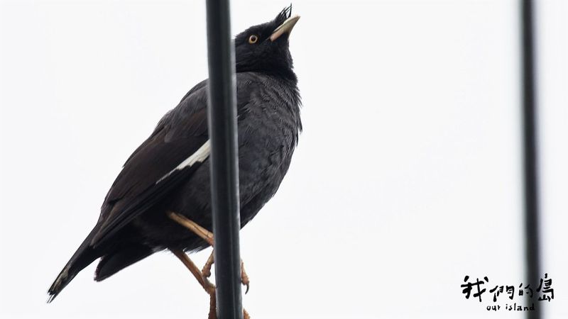 八哥「隻」多少 本土與外來種的棲地競爭