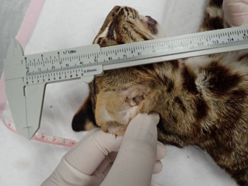 相隔12小時 苗栗2隻石虎接連橫死 疑遭犬殺