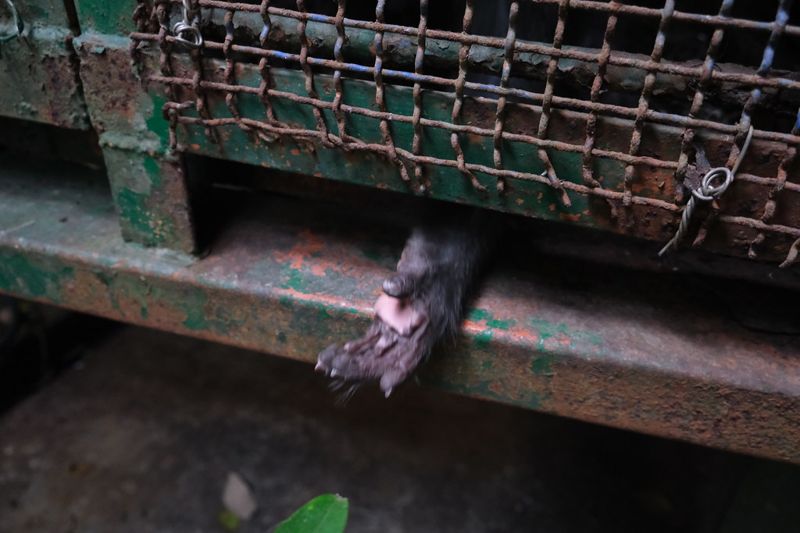 寵物猴、潑猴、流浪猴 走過40年的台灣獼猴群像