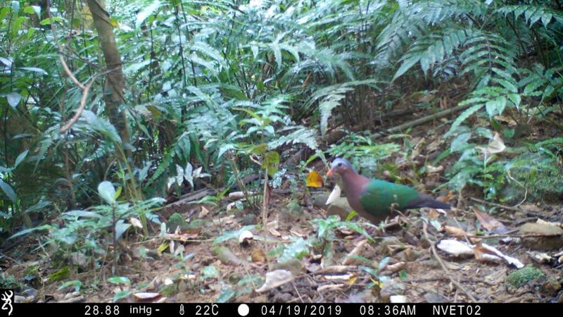 林野裡的美麗祖母綠：翠翼鳩