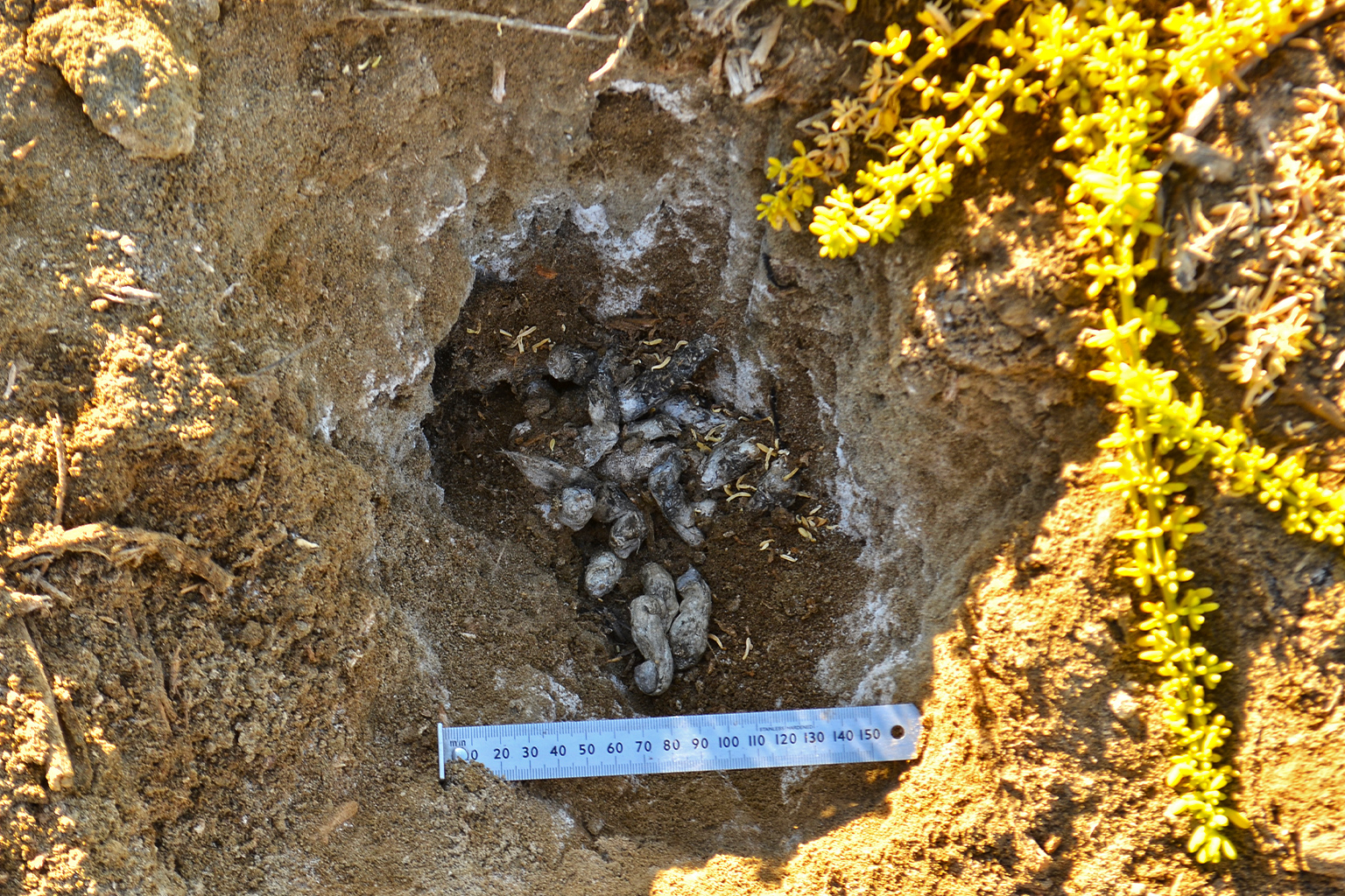 這裡是草原貓排便處,研究人員可藉此探知族群人口、遺傳資料、飲食習慣等數據。圖片來源:Peruvian Desert Cat Project