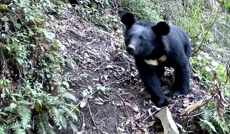 改良式獵具防誤捕！ 阿里山特富野拍到黑熊觸動獵具、調頭就走