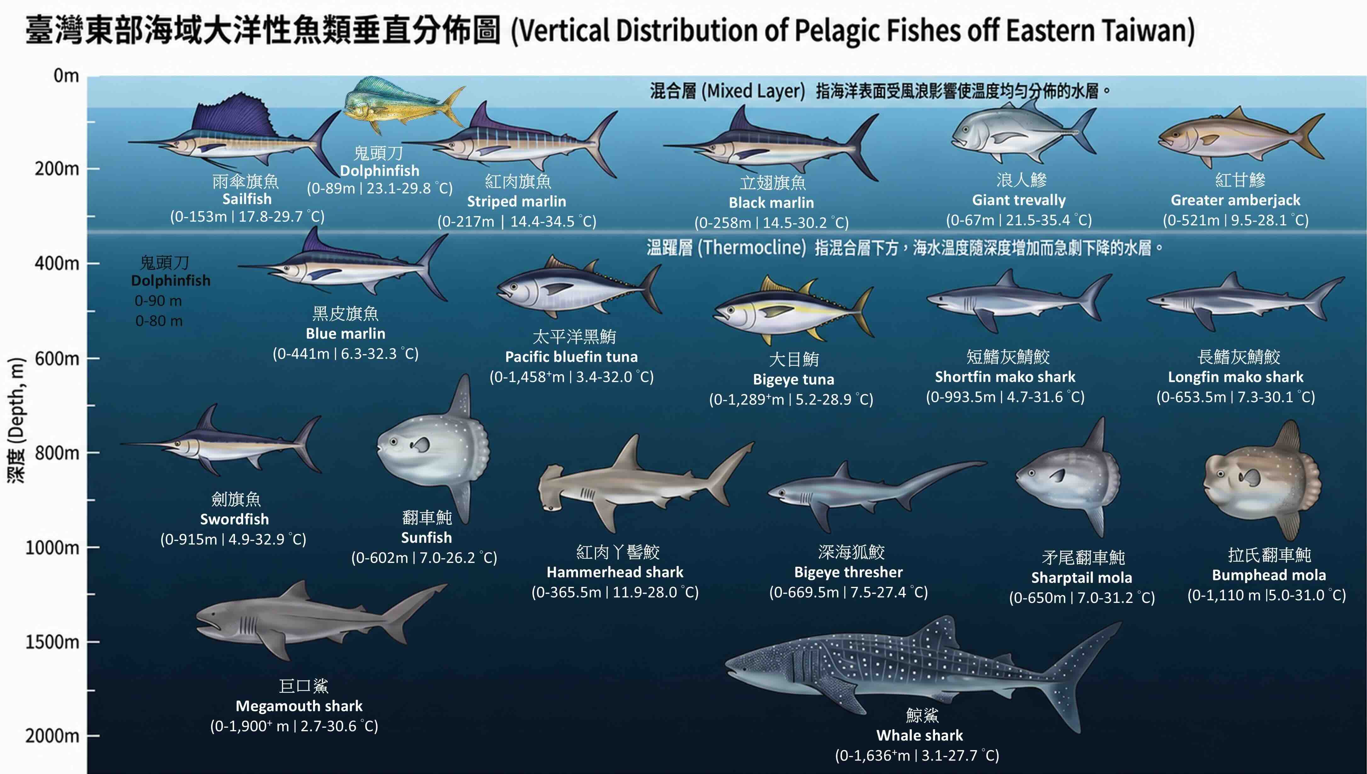 江偉全團累積20年標放追蹤資料,以AI繪製成珍貴研究成果:台灣東部海域大洋性魚類垂直分布圖。圖片提供:江偉全