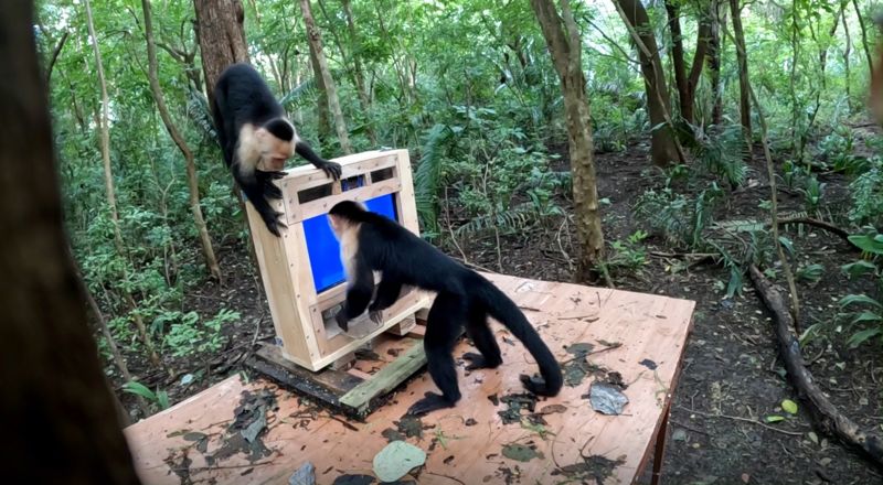 當野生猴子遇上AI：哥斯大黎加森林中的認知實驗 