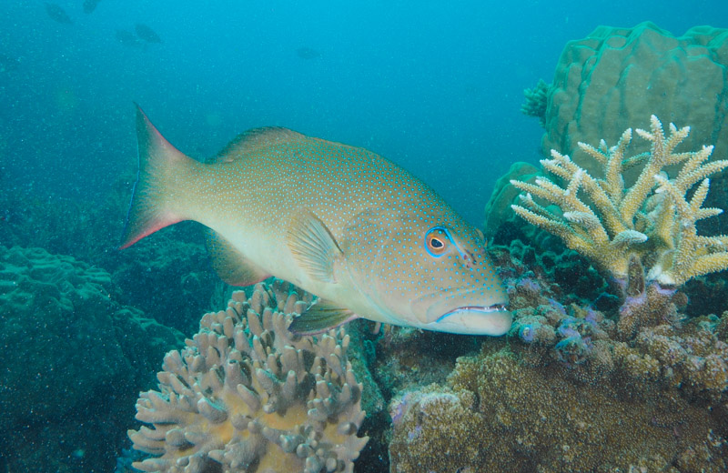 澳洲昆士蘭政府立法規定休閒漁業持有魚量,如珊瑚鱒(Coral Trout)規定最小尺寸38公分,每人合併持有量最多七隻。圖片來源:澳洲海洋科學院