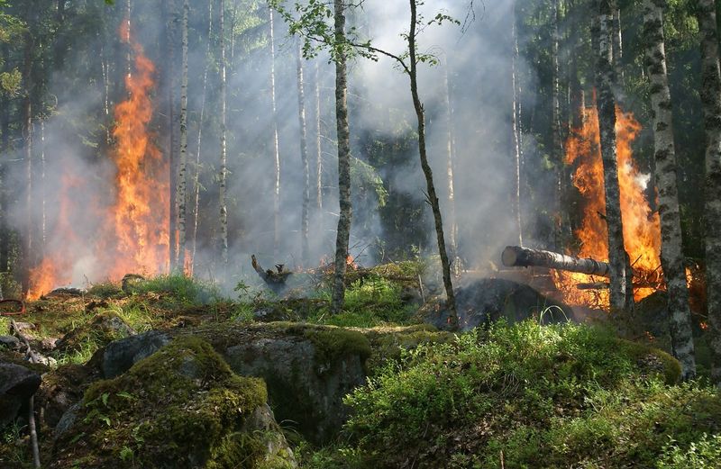 蔓延規模擴大 全球野火地域性正在改變 科學家直指氣候變遷