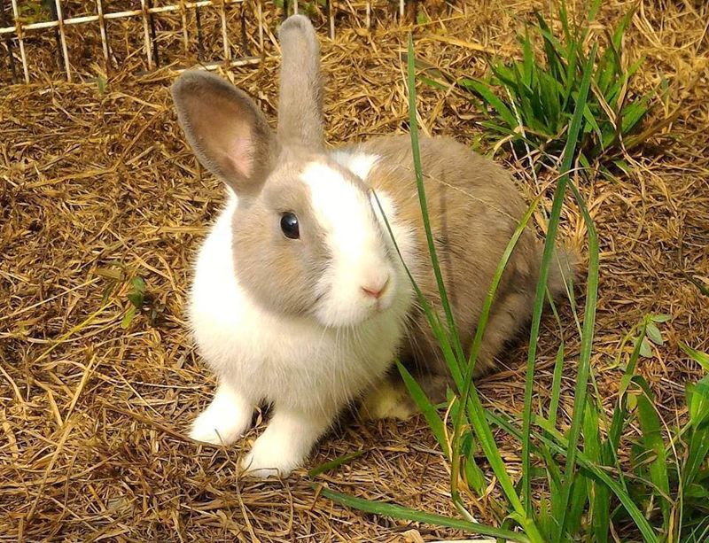 愛吃愛拉愛掉毛 飼養兔子沒那麼簡單