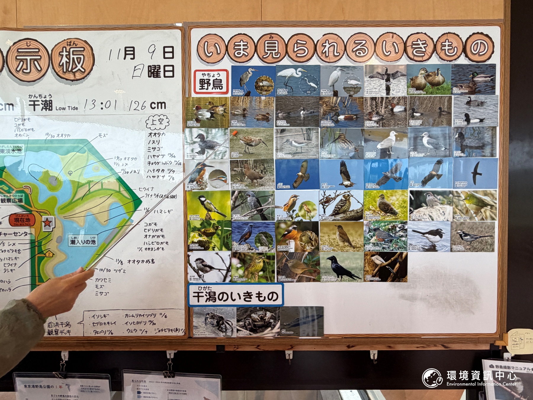 自然中心內有一面牆，展示著各個季節能觀賞到的鳥類，以及濕地的螃蟹。攝影：陳立炘