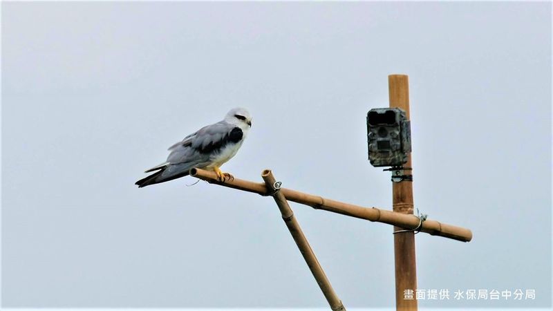 為猛禽搭架 「邀黑翅鳶來捕鼠」確實有效