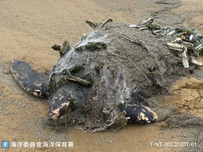 瀕危保育類革龜擱淺病理報告出爐 主要死因為網具纏繞及感染