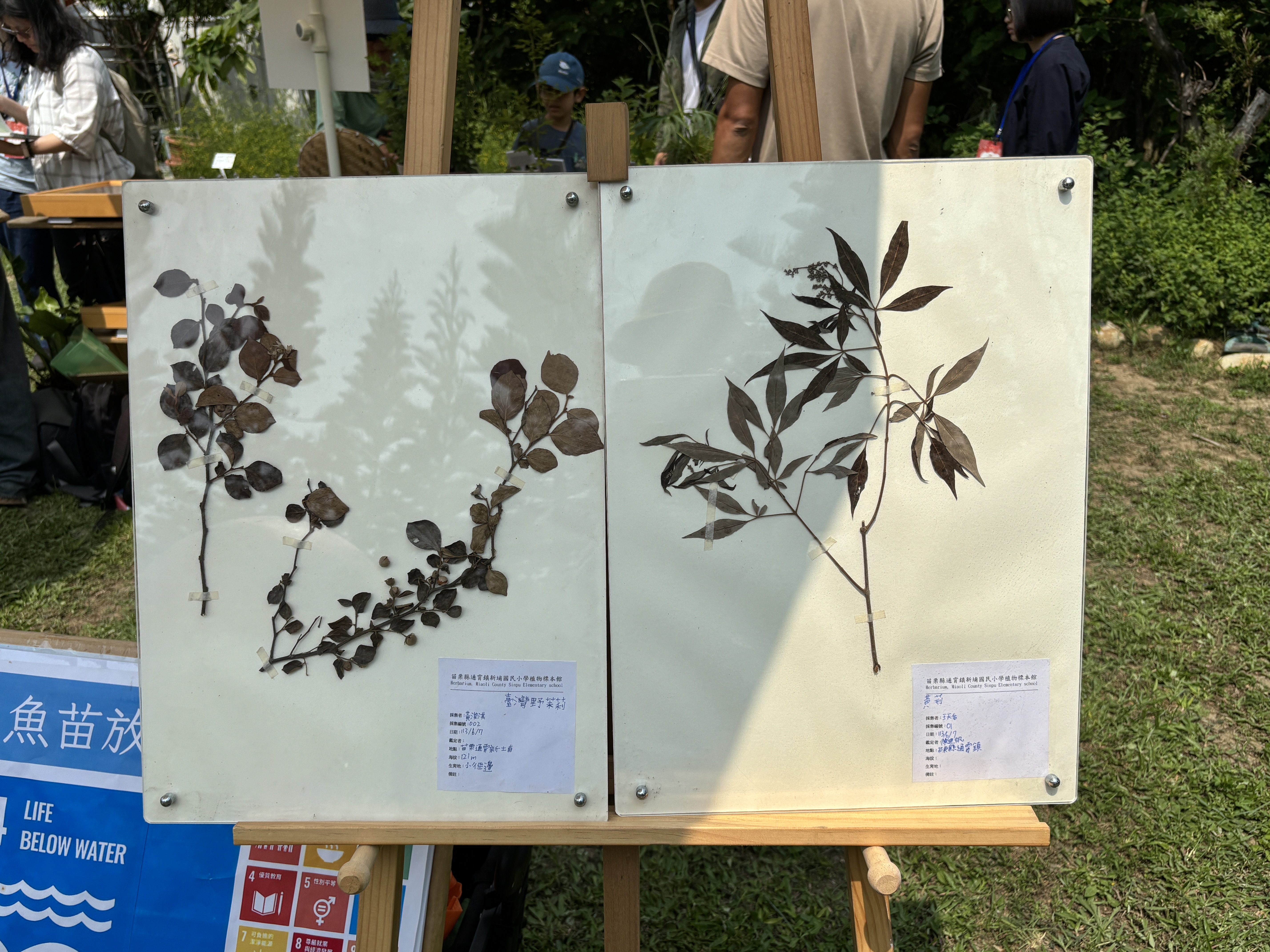 新埔國小學生製作的標本。攝影：廖靜蕙（本圖非cc授權／限本文使用）
