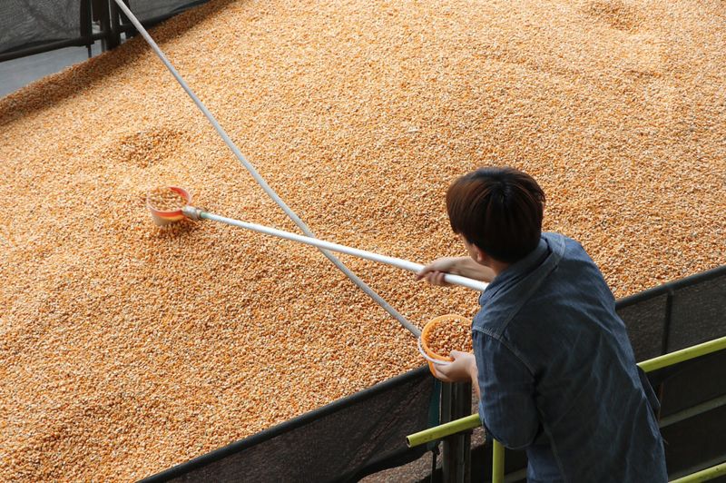 防進口基改玉米混充 農糧署：契作玉米全面留樣