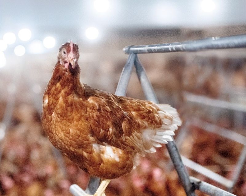 耕耘國內友善飼養雞蛋市場 茂林畜牧場的堅持：吃好、住好才有優質蛋