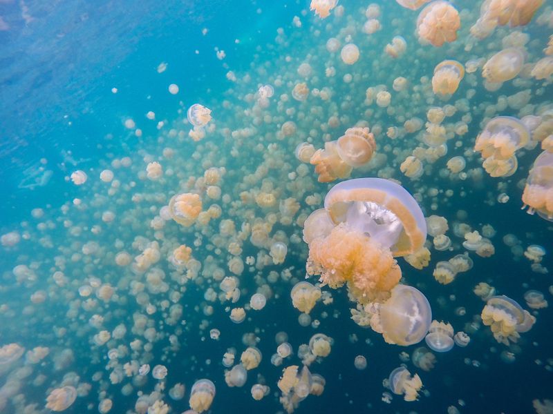 水母湖差點沒水母 帛琉黃金水母與鉅額觀光收益的拉鋸戰
