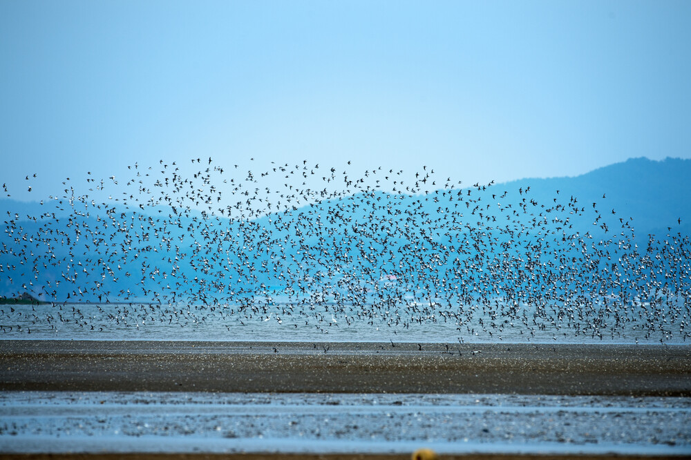 韓國泥灘是重要的候鳥遷徙路線之一。圖片來源：World Heritage Promotion Team of Korean Tidal Flats