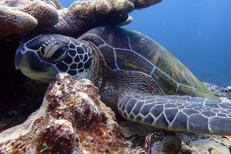 讓數據說話：六成是青年龜 「網纏、誤捕、船撞」關關都難過