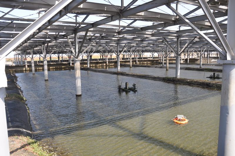 水試所借漁電共生推貝類養殖科技化 小眼花簾蛤產量翻十倍