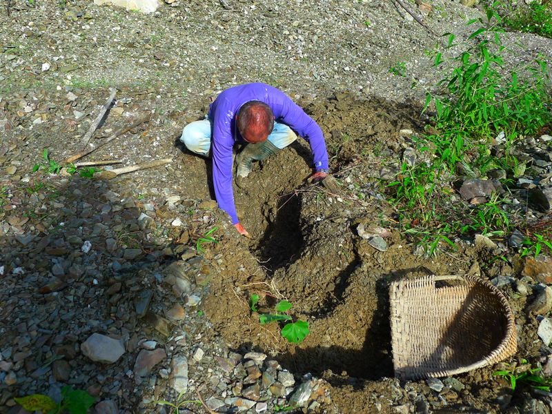 崩塌地植生學問大 人造林別急進場 研究揭密：與土地公合作最有效