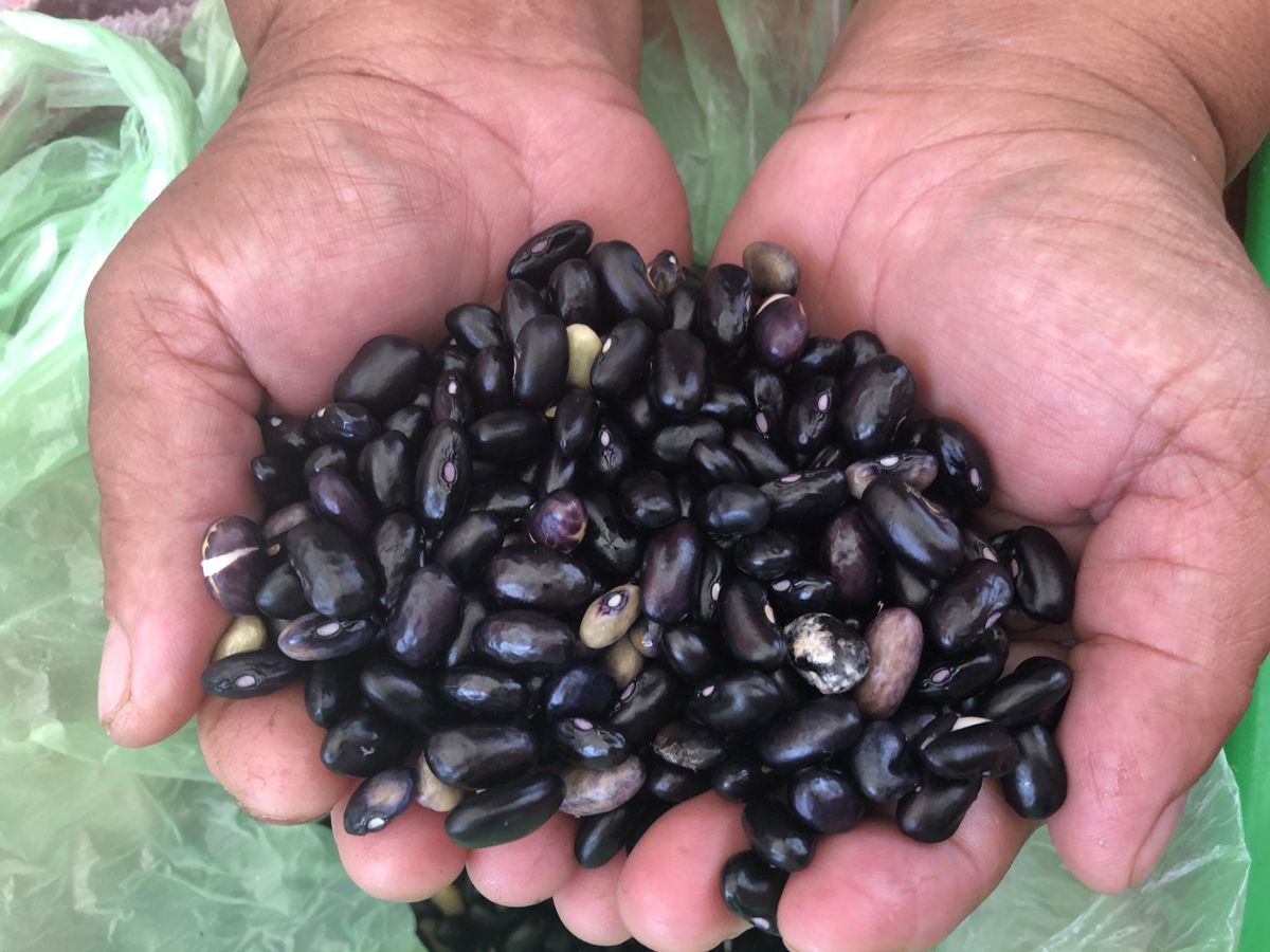 菜園不只是種菜 《走進彼桑拉返》英文版出版 布農族永續智慧走向國際