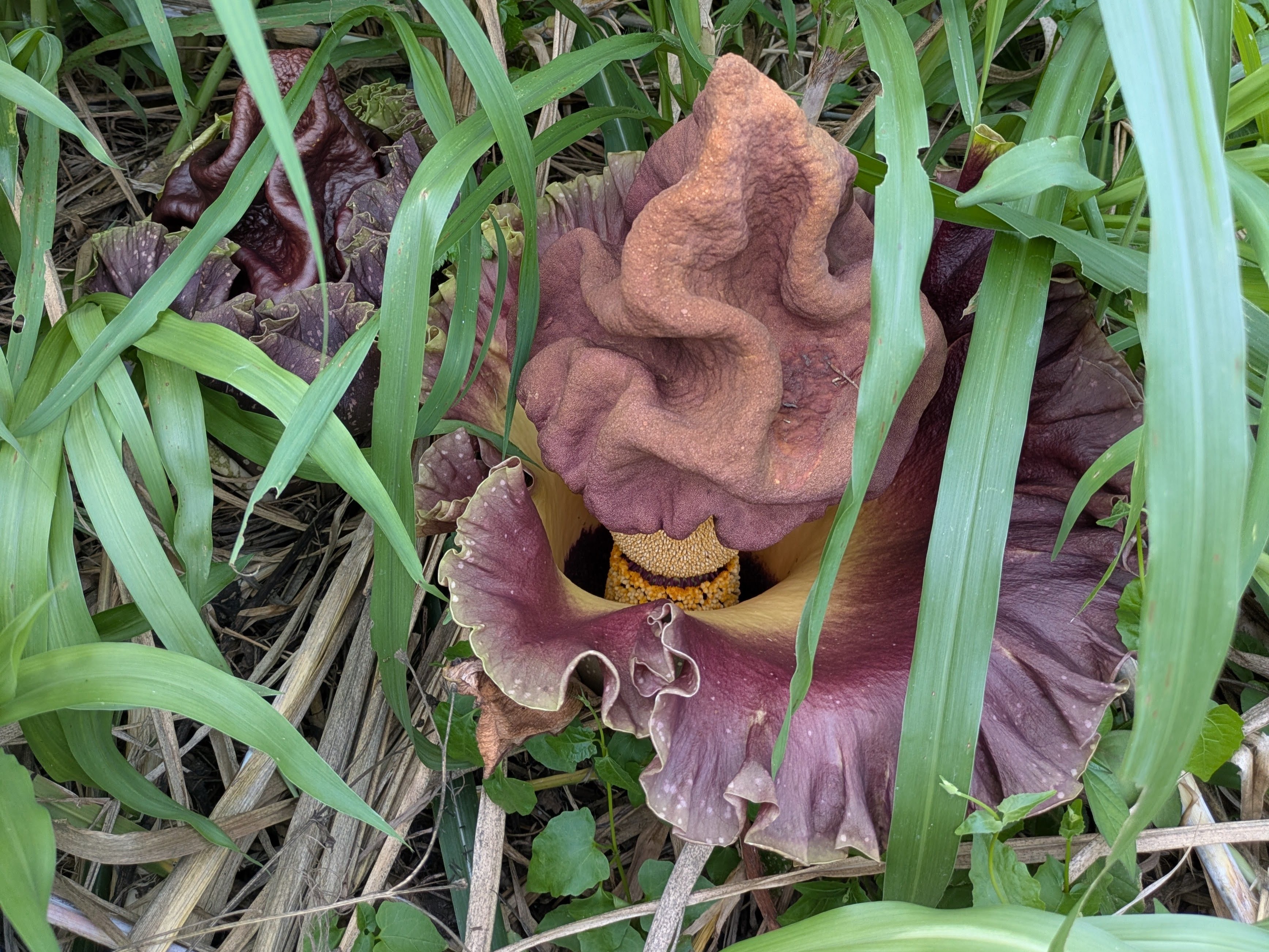 疣柄魔芋在每年5月梅雨季前開花。攝影:李育琴