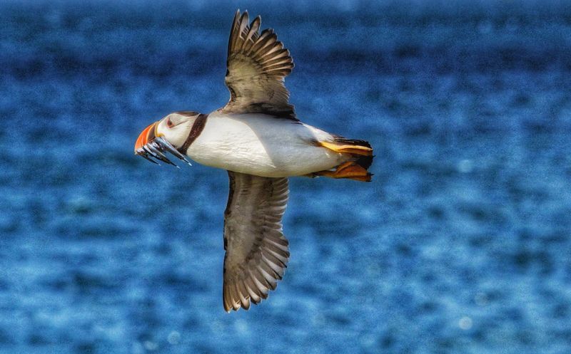 大西洋沿岸發現逾3.8萬隻海鳥屍體 歐洲十年來最嚴重集體死亡事件