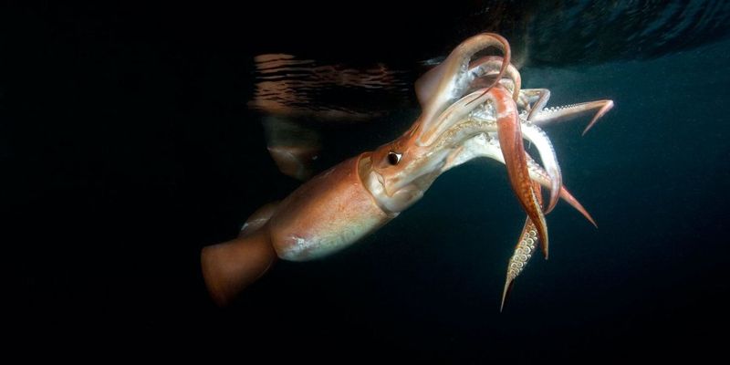 首次公海禁漁 中國限制魷魚捕撈 專家：應先加強漁船管理